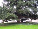 arbre géant devant le musée